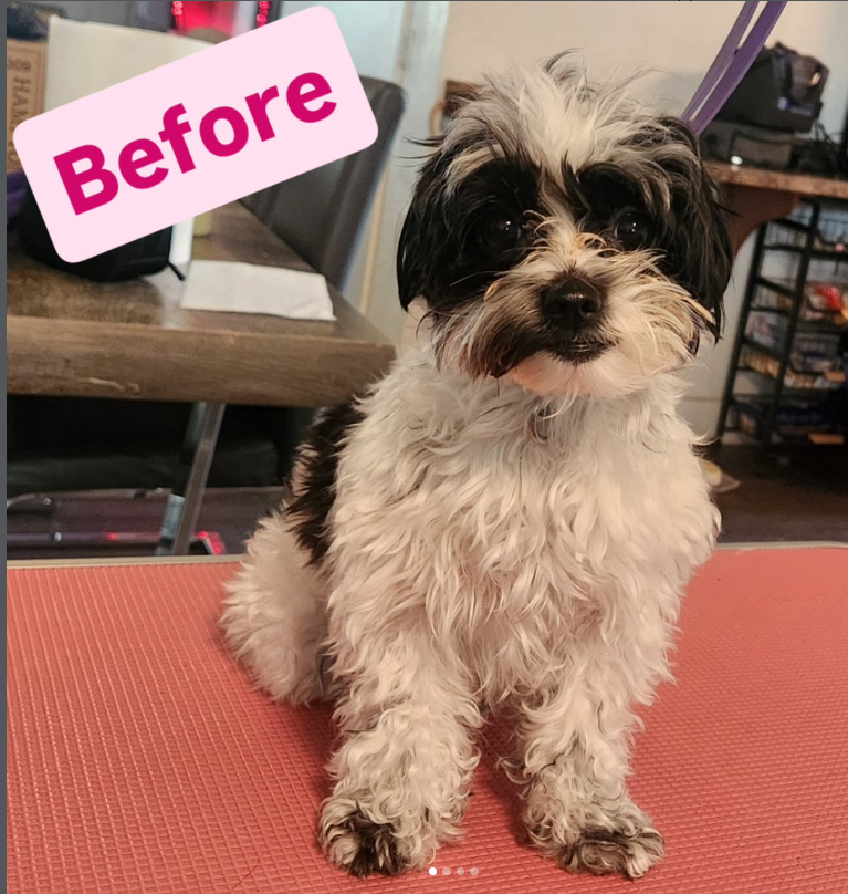 Pet grooming client transformation
